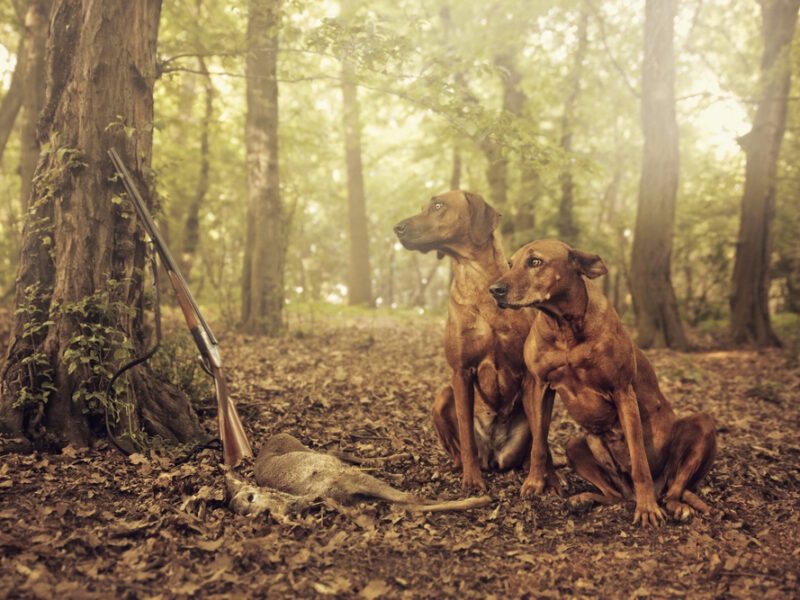 Tips to Make Hunting with Red Dot Optics Easier