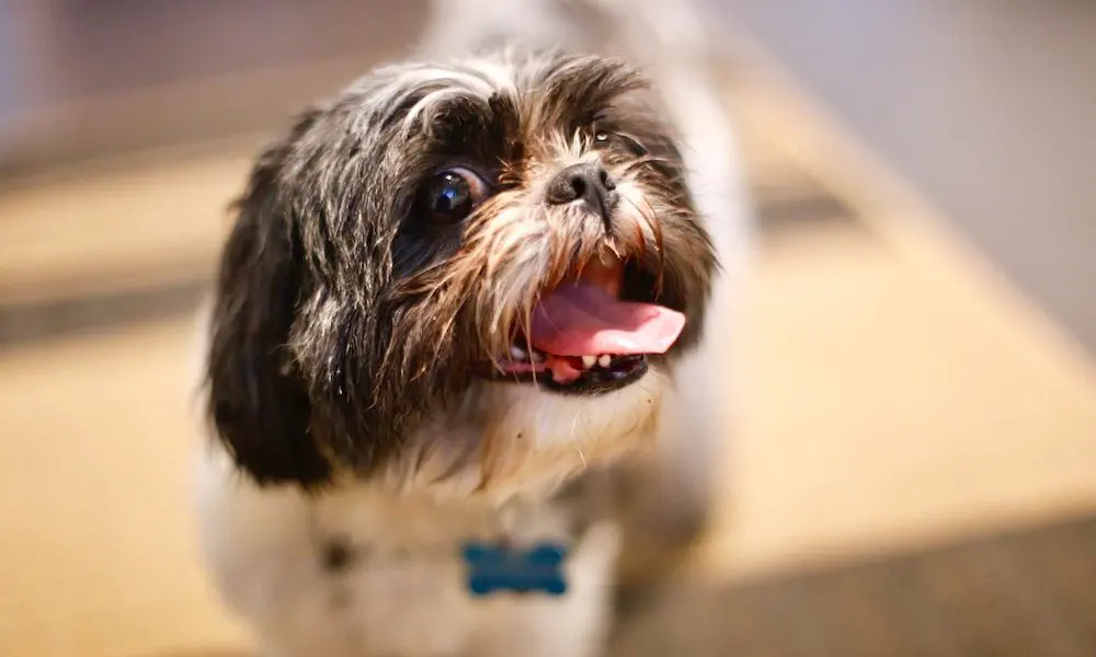 How to find the best full-spectrum CBD oil for dogs?