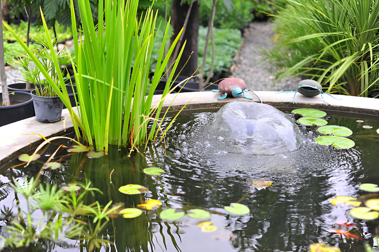 Power-Free Ways to Keep Your Pond Oxygen-Rich