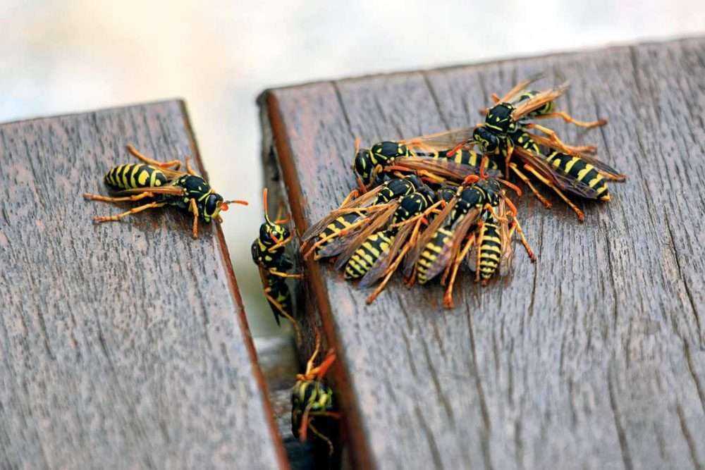 How to Deal With Wasps in Your House in Nampa, ID?